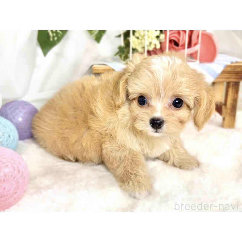 成約済の滋賀県のチワプー:チワワ×トイプードル-411742の2枚目